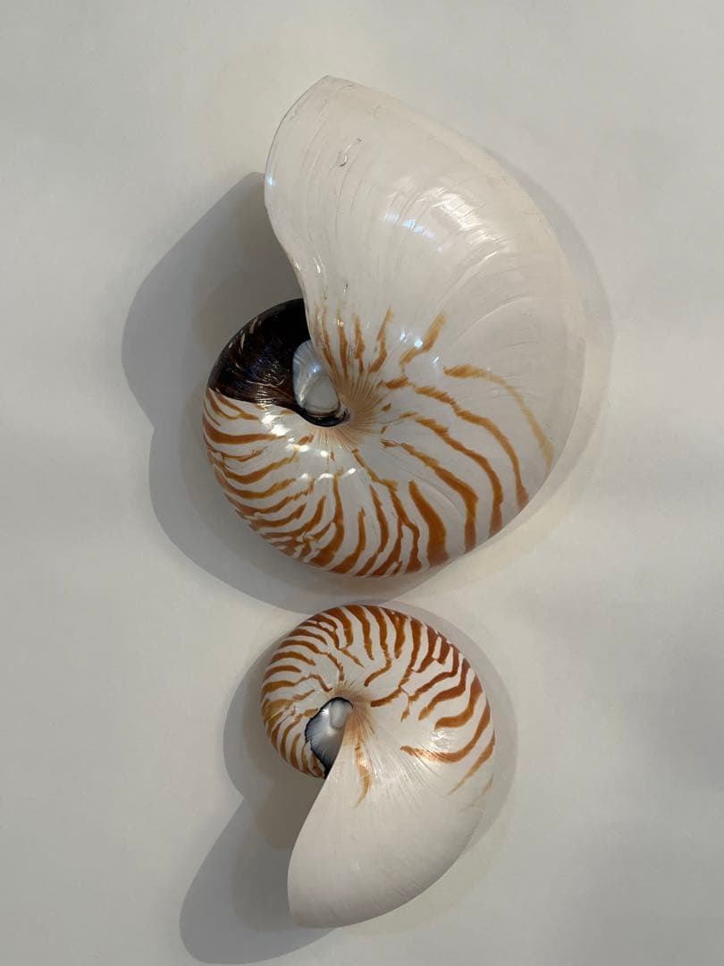 希少サイズ　完品　オウム貝の殻 大小2個セット　フタゴヤシ