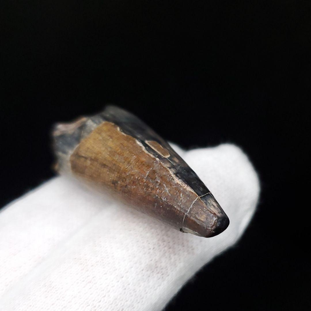 希少 スコミムス 化石 本物 二ジェール産 40.39mm  ケース付 sc13