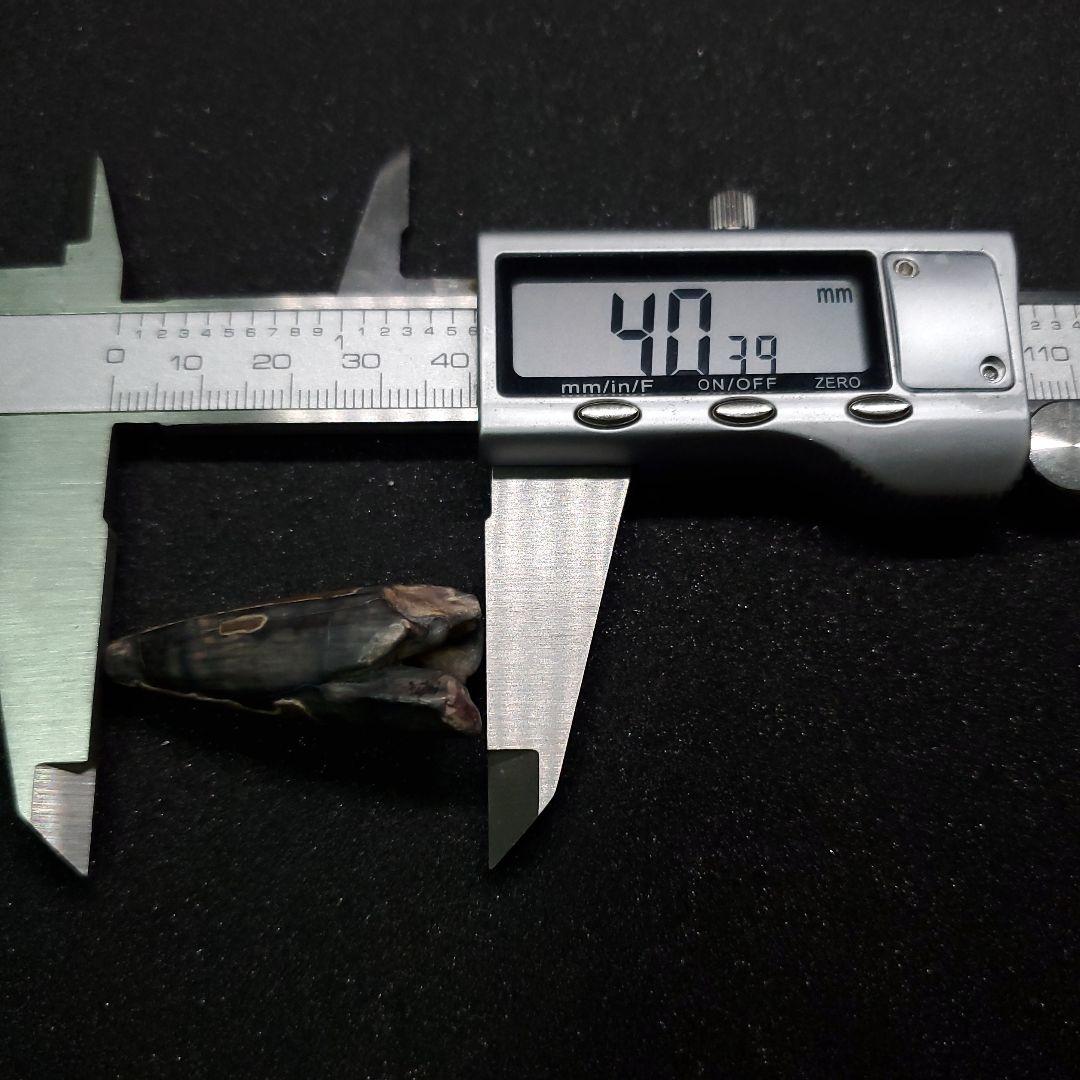 希少 スコミムス 化石 本物 二ジェール産 40.39mm  ケース付 sc13