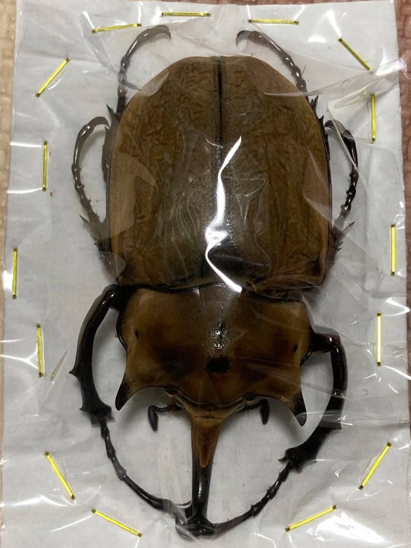 標本イイジマゾウカブトWD