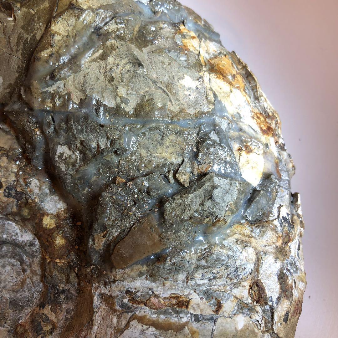 アンモナイト化石（超特大）