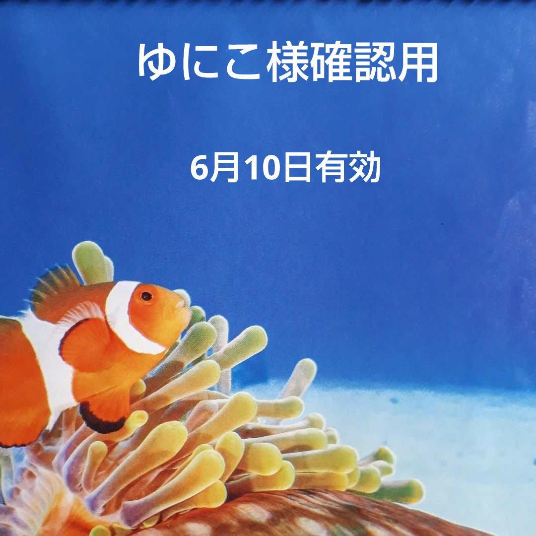 沖縄アダン＊3.5㍉×16個