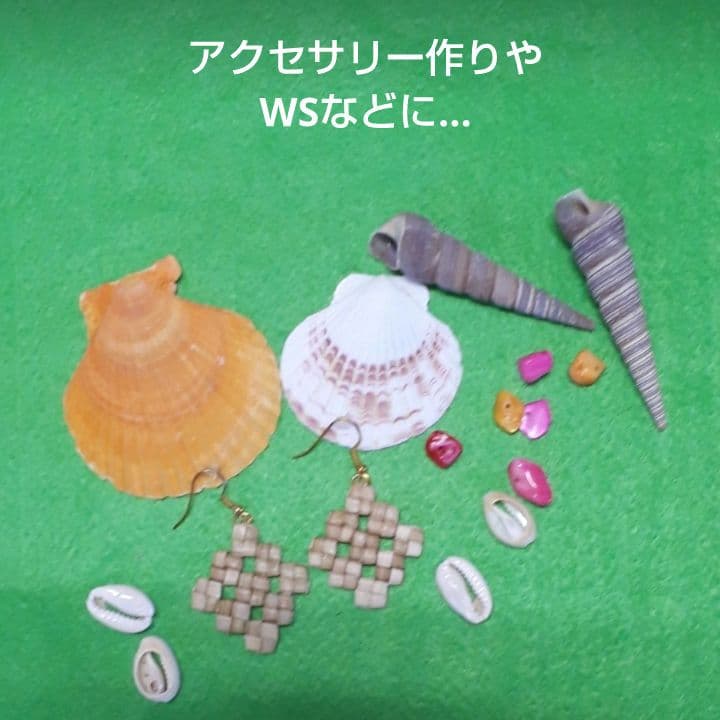 沖縄アダン＊3.5㍉×16個