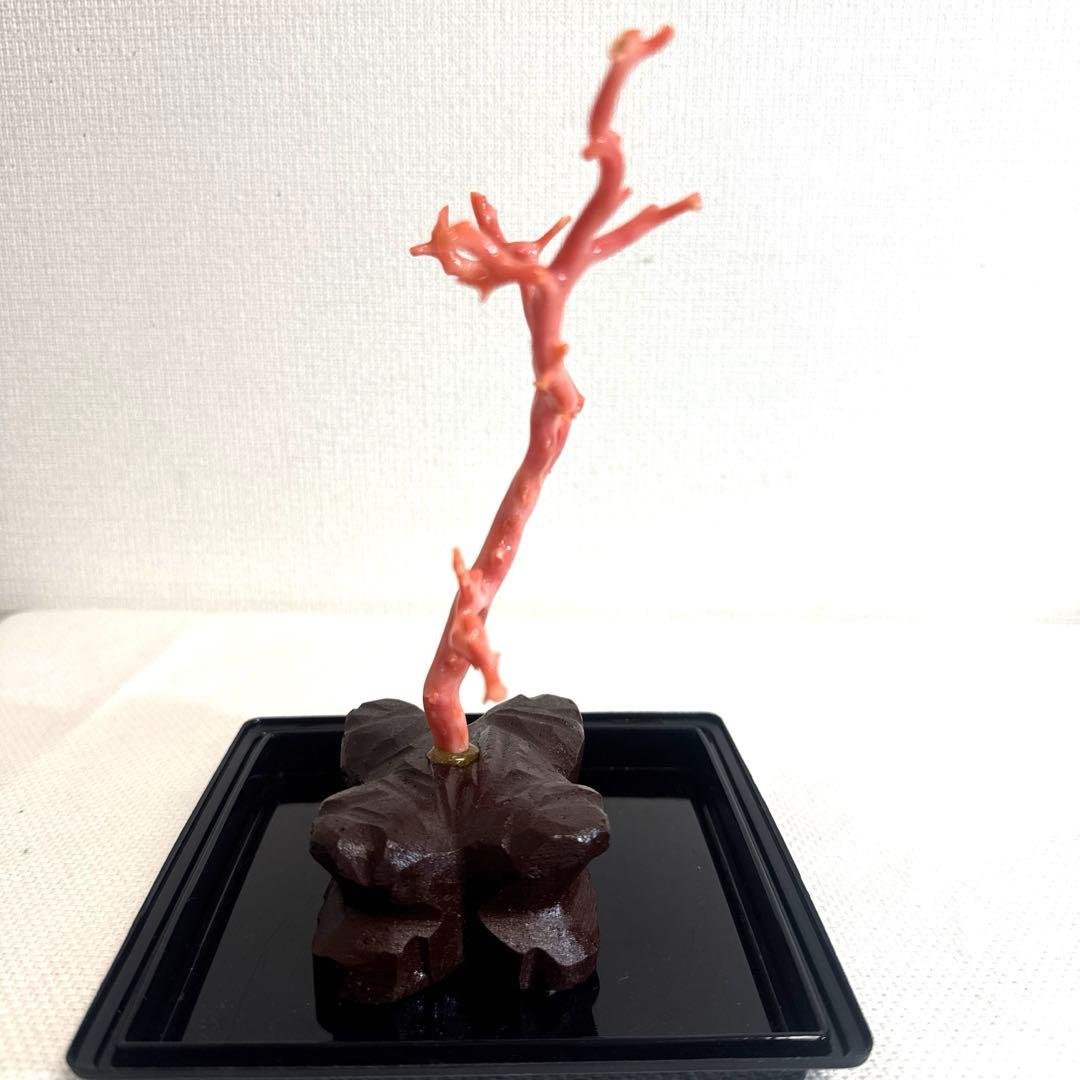 赤珊瑚 サンゴ 珊瑚 置物