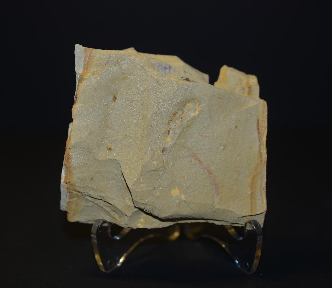 化石 澄江産 アノマロカリスの腕 博物館級 実物 値段交渉可能