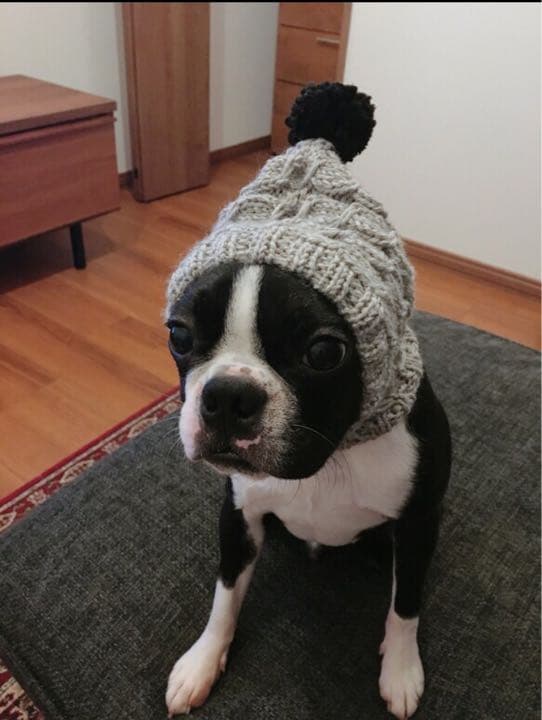 大きめサイズ 大好評♪ 手編み■ 犬 スヌード ■ ボストンテリア ニット帽