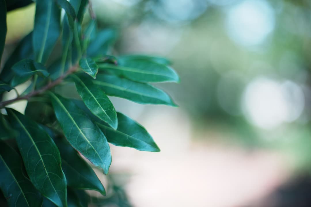 【整備＆テスト済】AI AF Nikkor 50mm F1.4 D 538