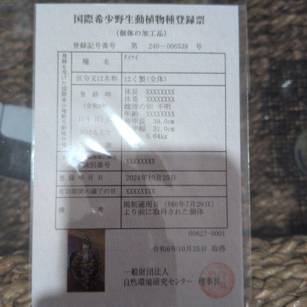 タイマイ　ウミガメ剥製　国際希少野生動植物種登録票有