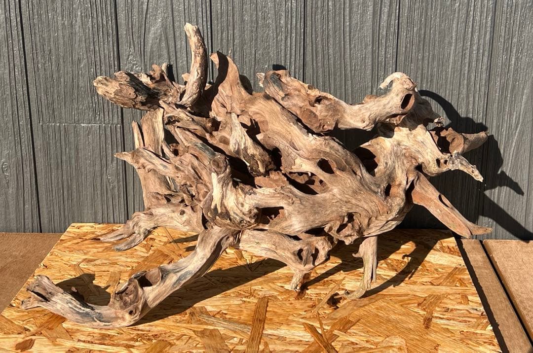 レイアウト流木