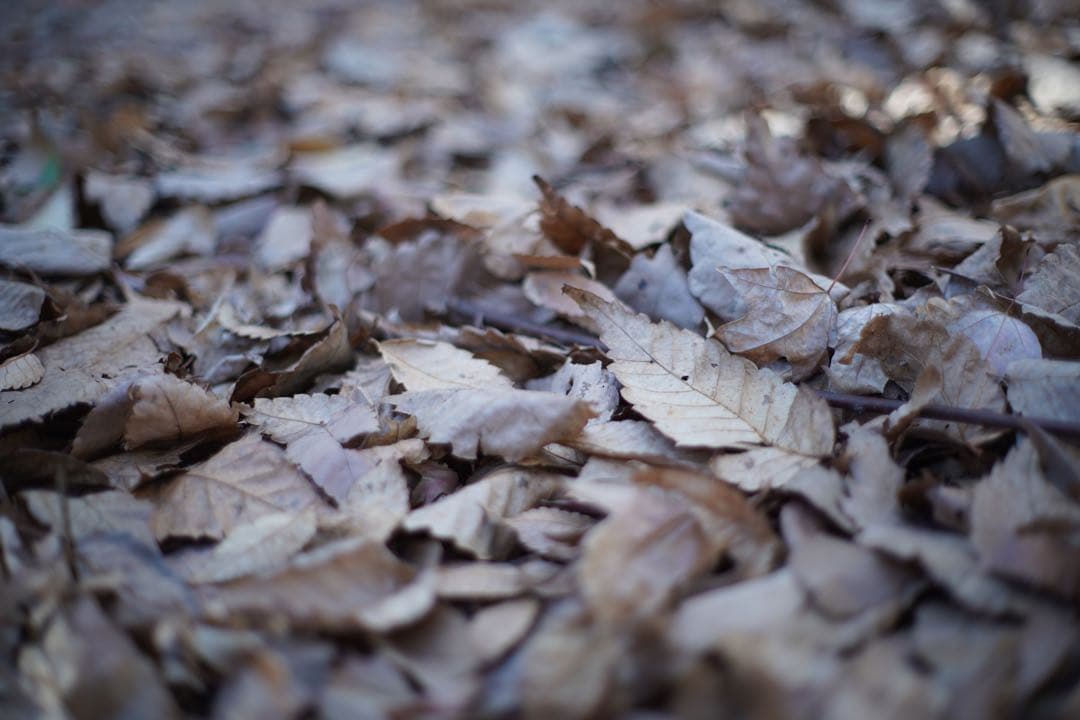 レンズ(単焦点) Minolta MD ROKKOR 50mm f1.4