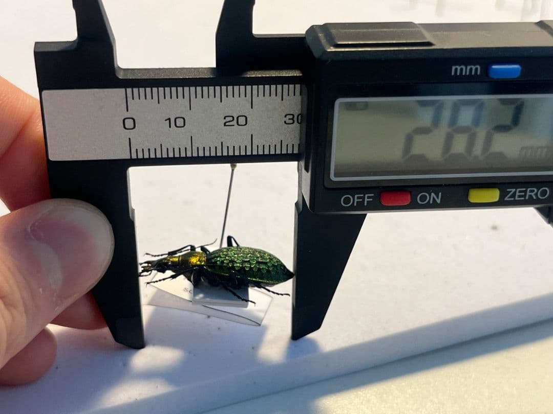 【28mm】シュレンククビナガオサムシ カブリモドキ オサムシ標本 オサムシ