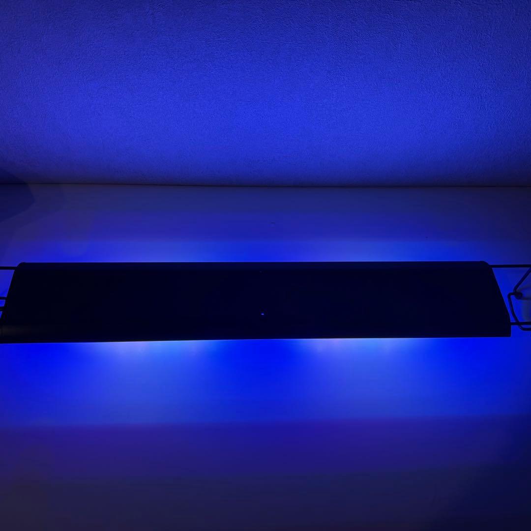 グラッシーウイング２　マリン　60㎝