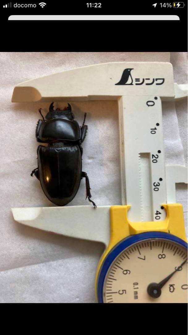 野外採集品山口県産ヒラタ　約71.5mm 未展足　昆虫標本