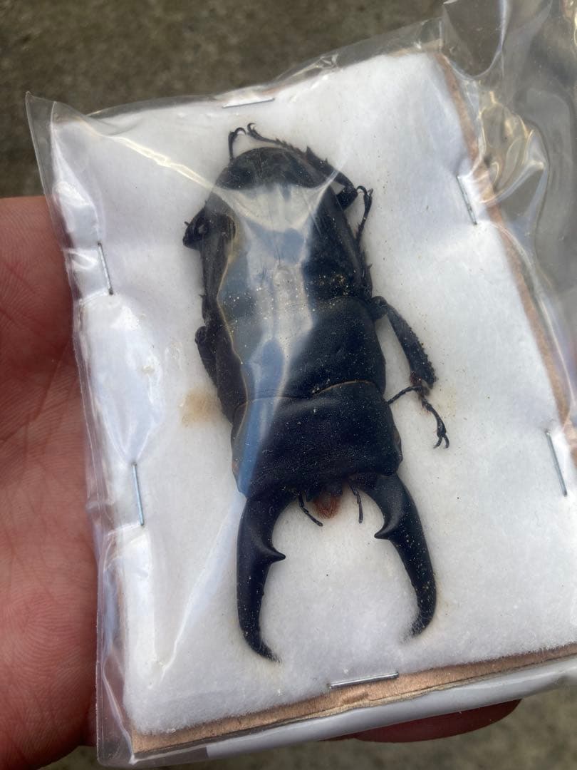 野外採集品山口県産ヒラタ　約71.5mm 未展足　昆虫標本