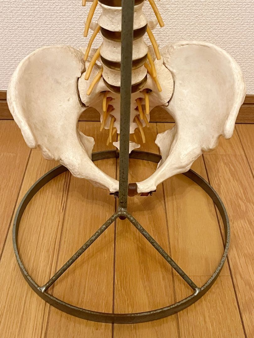 『SOMSO』ドイツ製 ソムソ スタンド付き 脊椎骨格模型　骨格模型