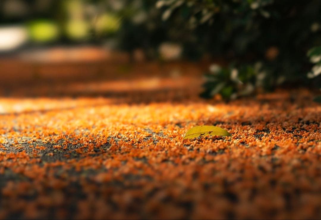 レンズ(単焦点) Sony FE 2.8/100 STF GM OSS