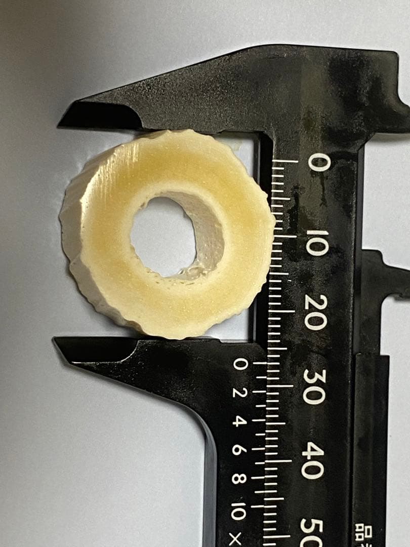 ウニコール　一角　鯨牙　鯨歯　新品　送料無料