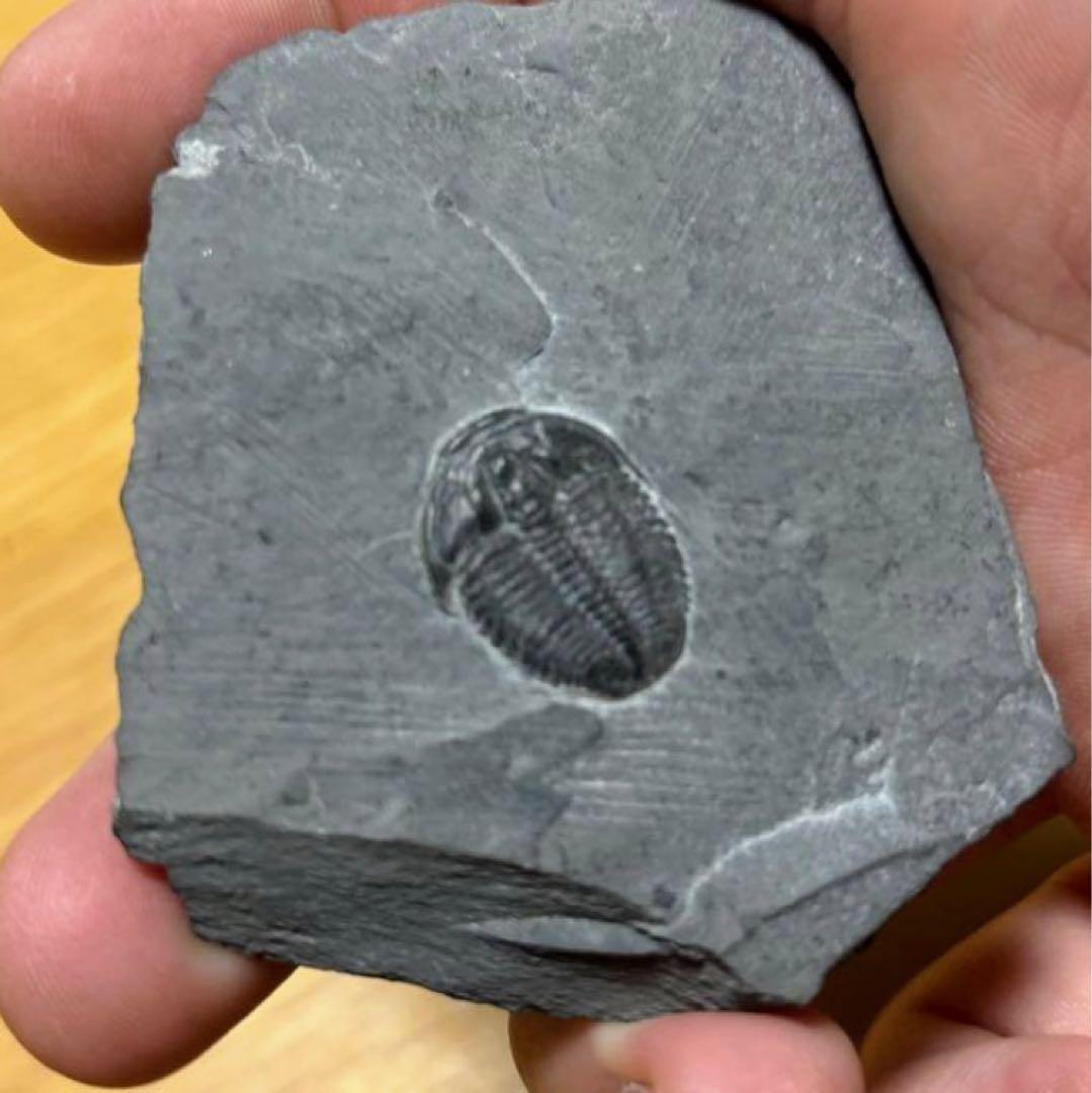 三葉虫　化石　石　インテリア　置物