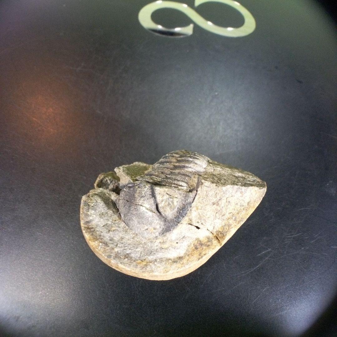 三葉虫　化石　ボリビア産　南アメリカ　trilobite　南米産fossil⑨