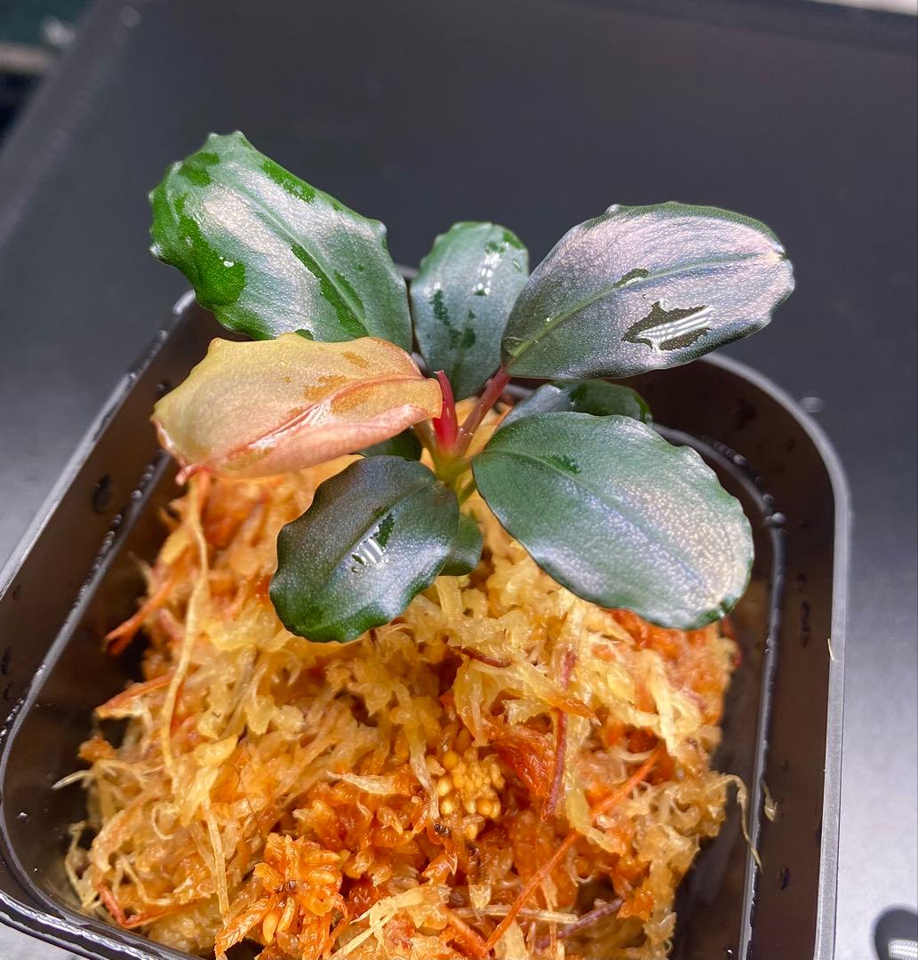 水草 Bucephalandra sp. Motleyana Red-stem