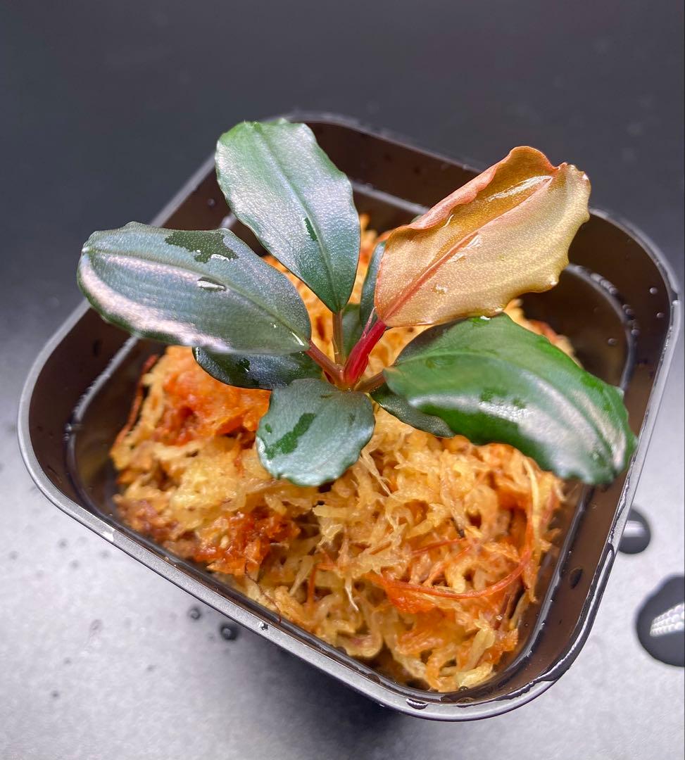 水草 Bucephalandra sp. Motleyana Red-stem