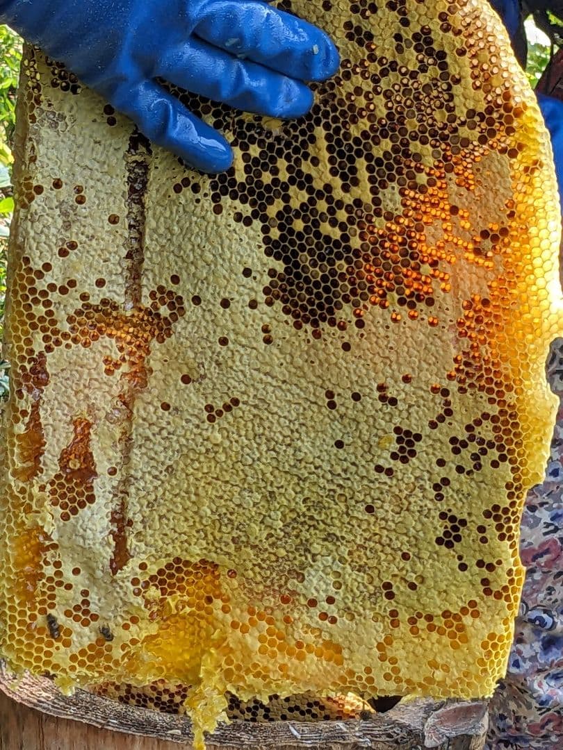 日本ミツバチ 蜂蜜 令和7年度 採れたて　たれ蜜　2年もの1200g ＋600