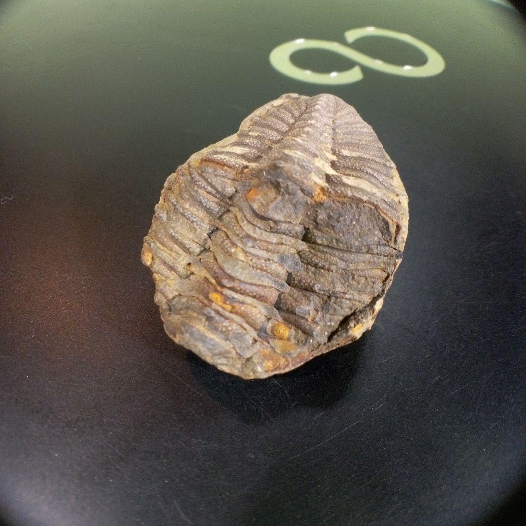 三葉虫　化石　fossil　ボリビア　trilobite　三葉虫綱　三葉虫管理③