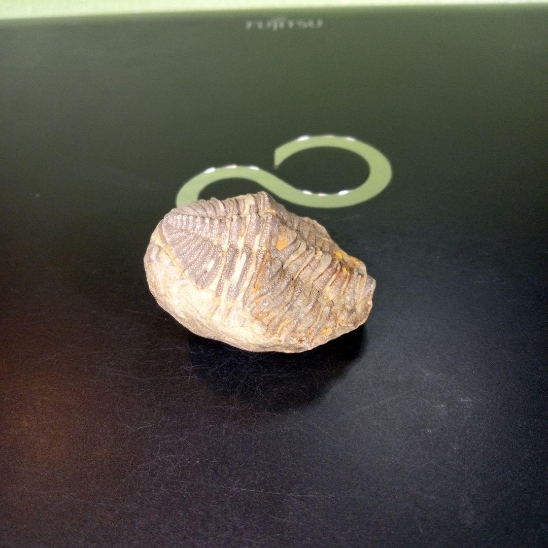 三葉虫　化石　fossil　ボリビア　trilobite　三葉虫綱　三葉虫管理③