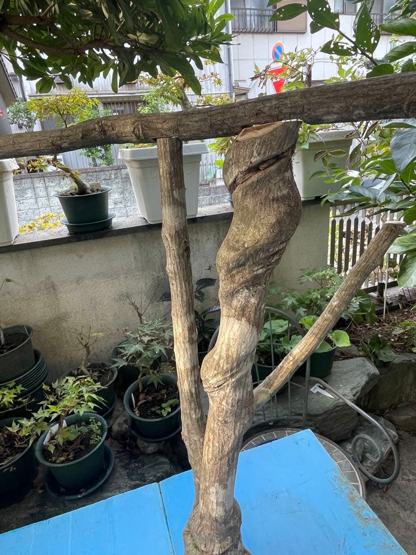 天然木大型鳥用バードジム