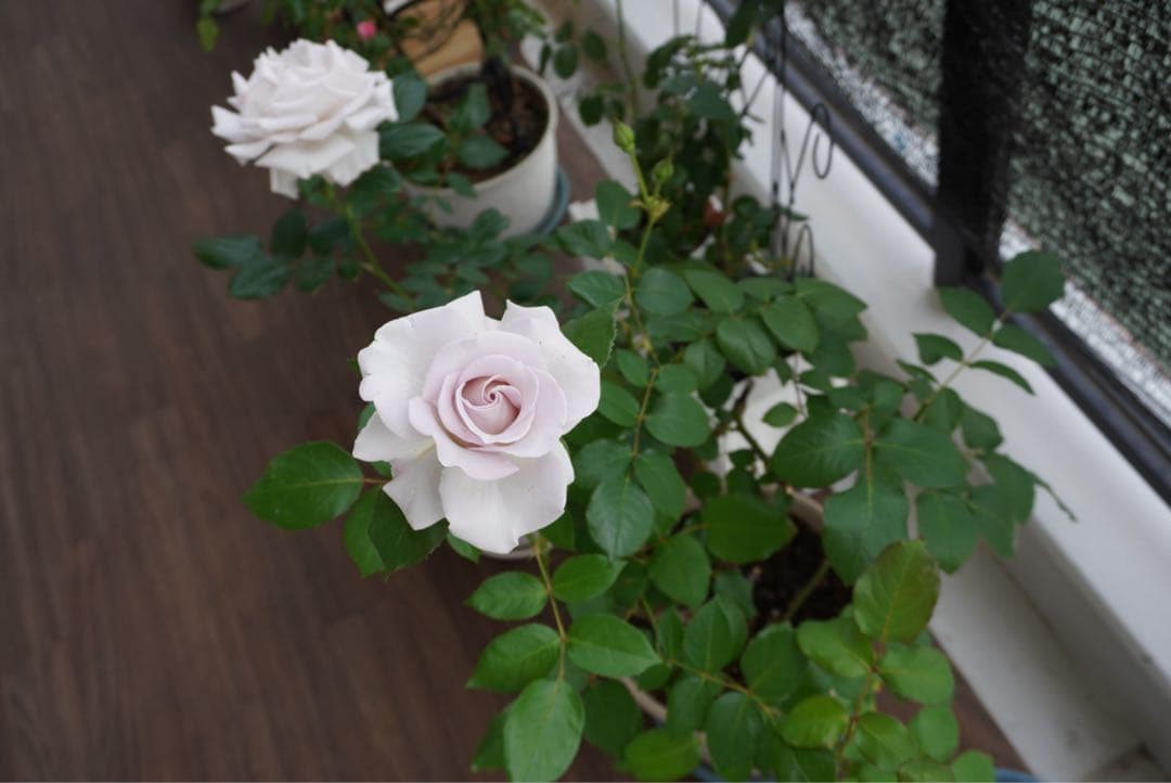 レンズ(ズーム) Sony PZ 16-50mm f3.5-5.6 OSS SELP1650