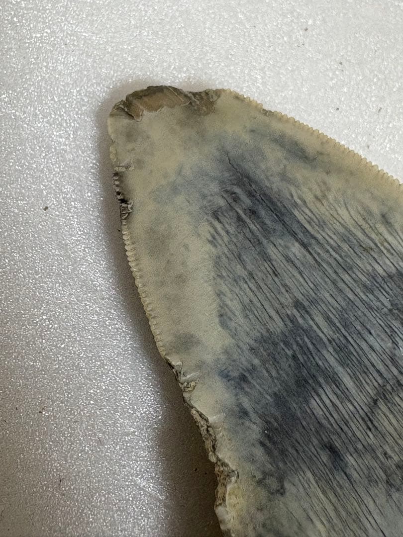 化石サメの歯メガロドンインドネシア約9.6cm 約134g 新生代第三紀中新世