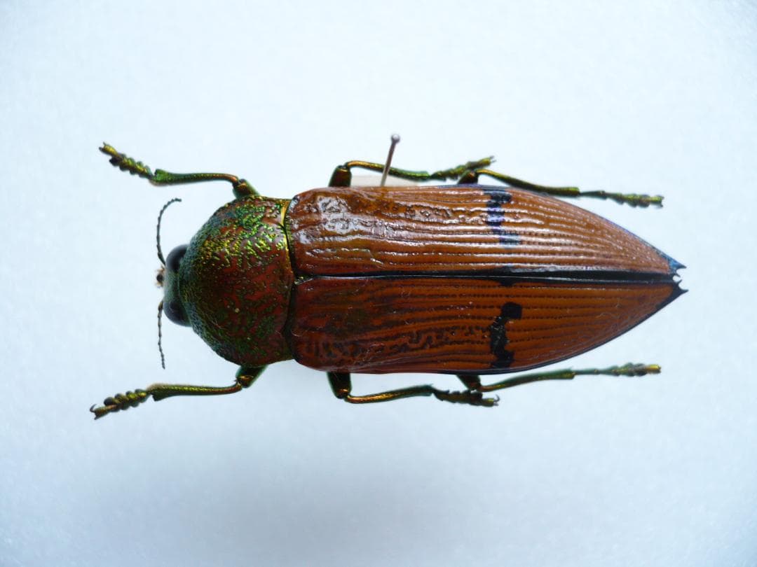 O*ん様 オーストラリアの ムカシタマムシ 3種セット