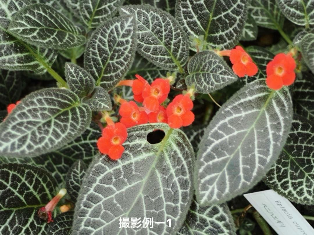 50㎜ f2.8 ヘリコイド機能付き Borg引き伸ばしレンズ