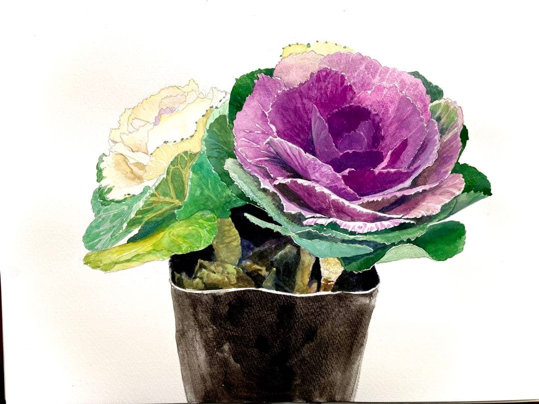 水彩画　葉牡丹　F6