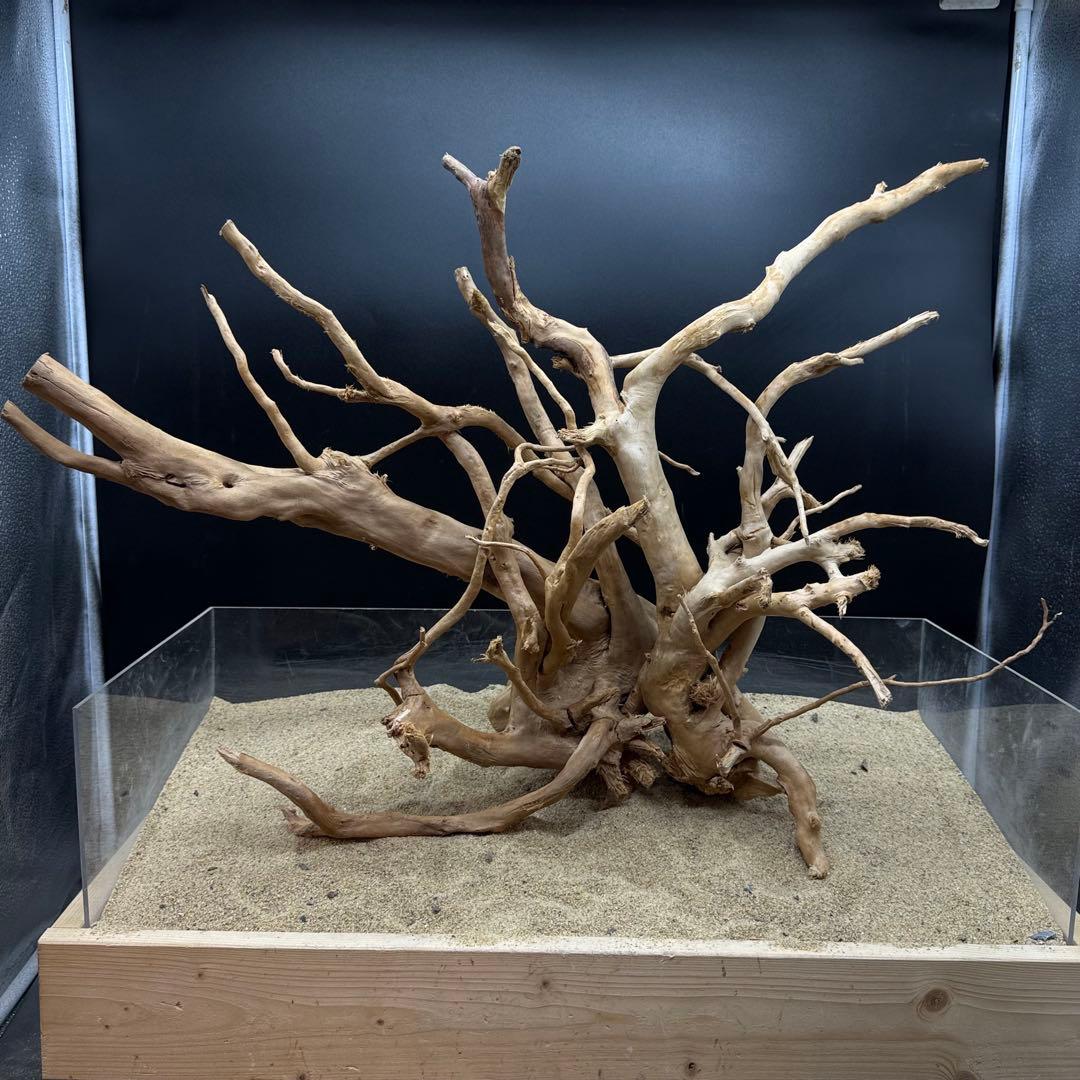 MDW-7122 特大ブランチウッド2本セット　流木　枝流木　アクアリウム