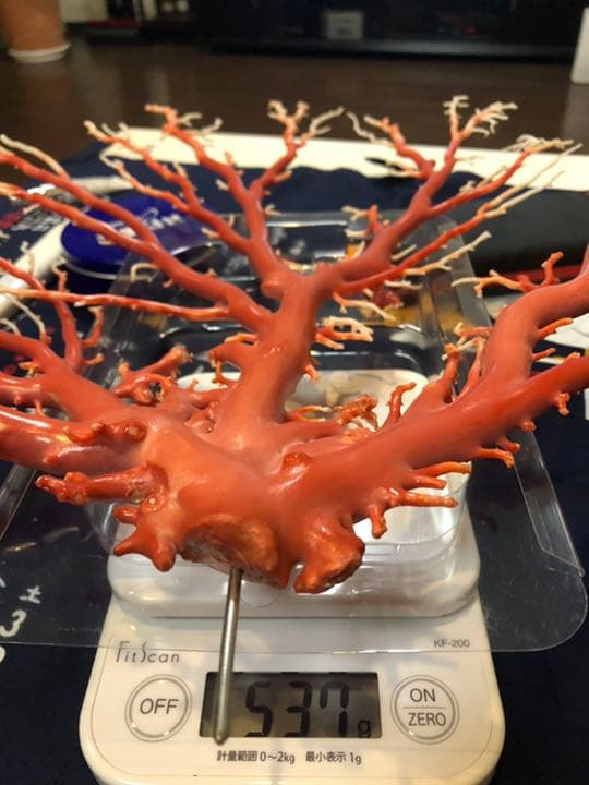 珊瑚　原木　置物