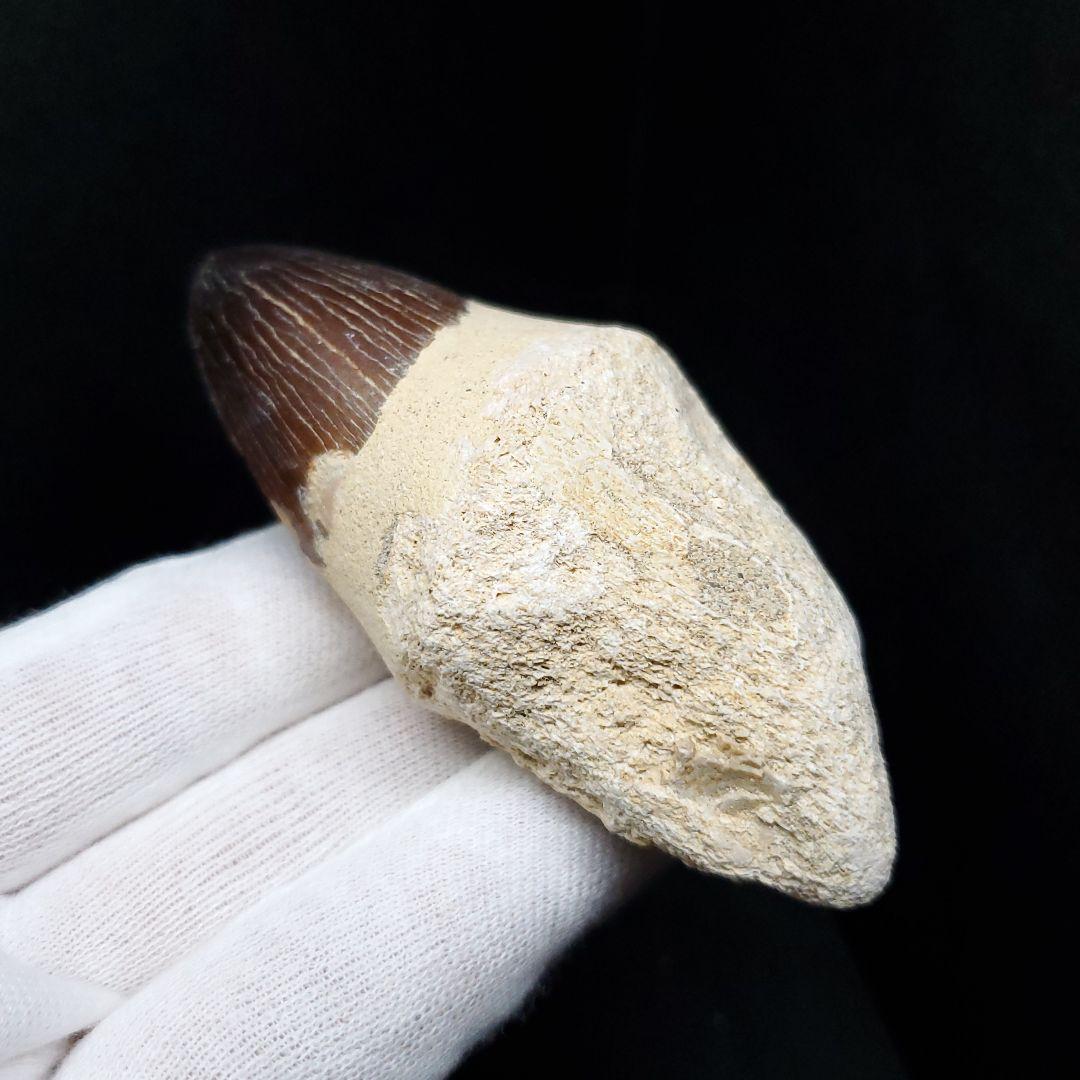 美品 歯根付き モササウルス 化石 歯 本物 モロッコ産 80mm mos82