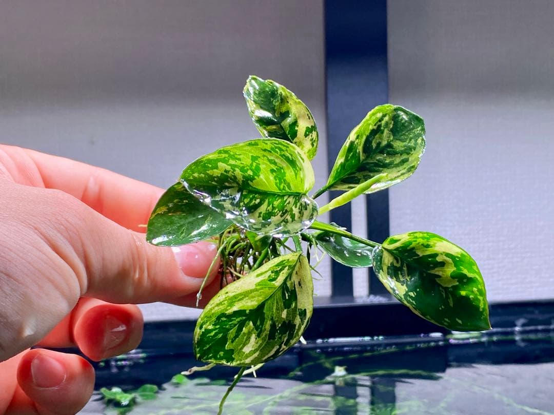 アヌピアス・バリエゲーテッド・キン(アヌビアスナナ　斑入りキング)