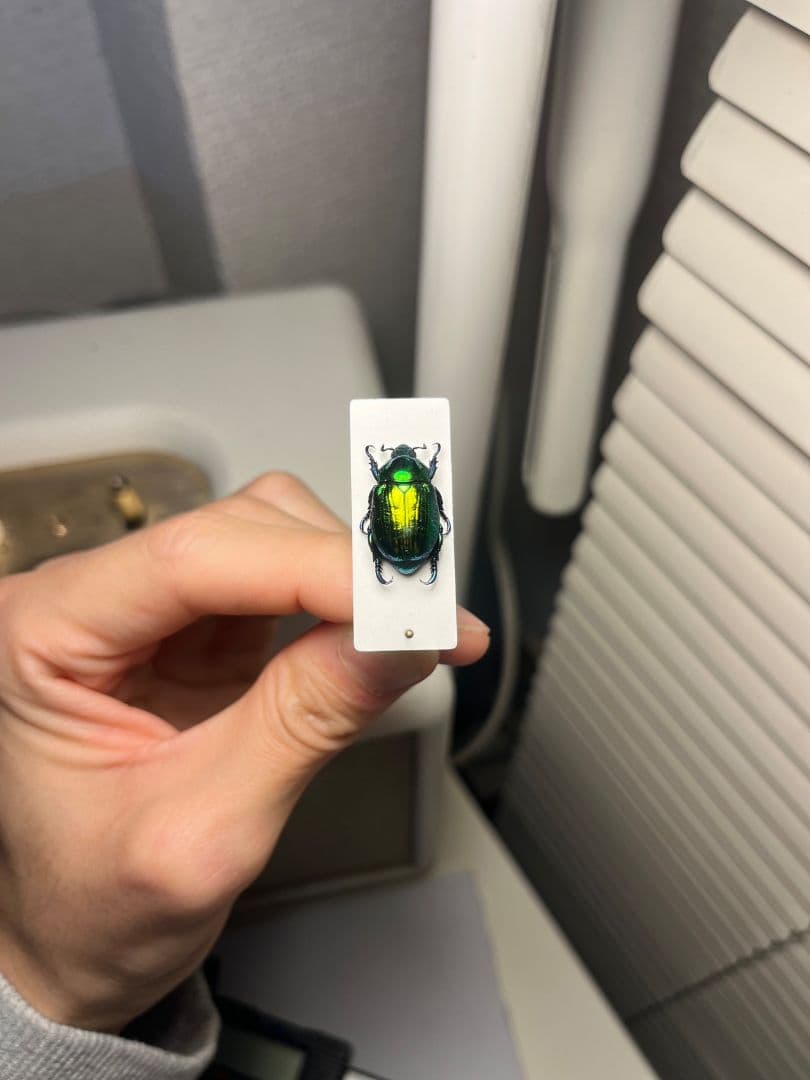 【19mm】Pelidnotaプラチナコガネ コガネムシ ハムシ コブハムシ標本