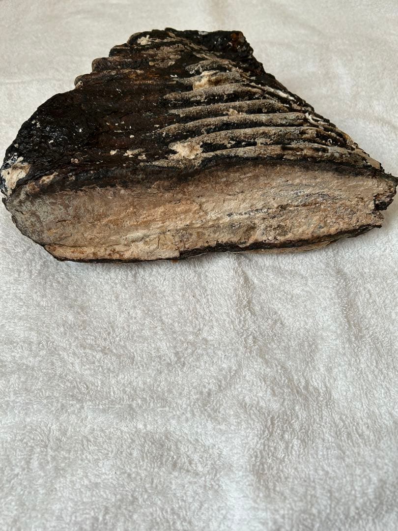 マンモス　ナウマンゾウ化石　臼歯