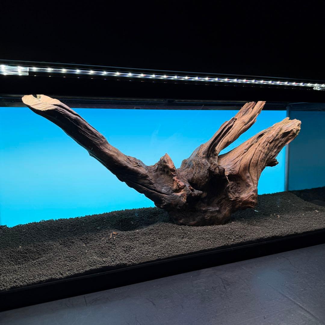 MRW-6797 特大赤系流木　アーチ流木　一点物　90cm水槽用