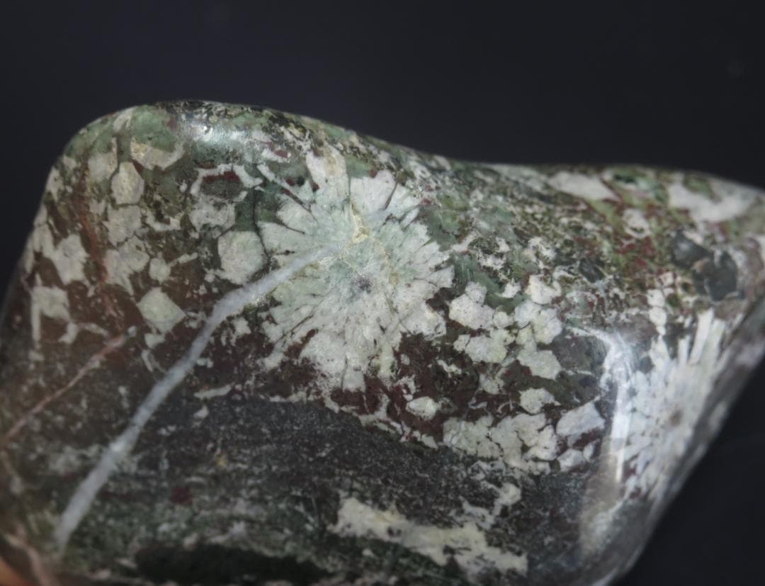 菊花石 　根尾菊花石 緑地に白花　鑑賞石　水石 盆栽