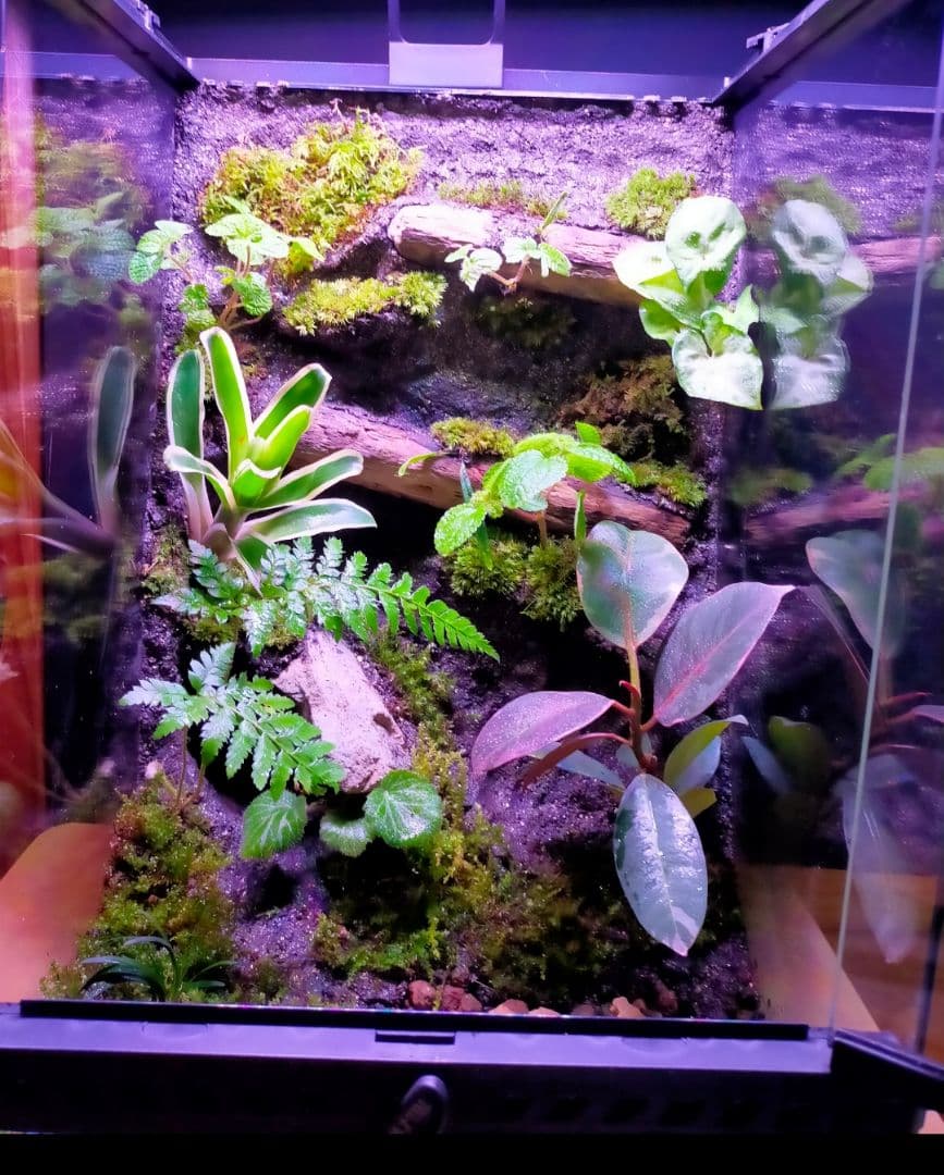 観葉植物のある天然ゴケの苔テラリウム、観賞用や生体ケージにも、イモリ・カエルなど