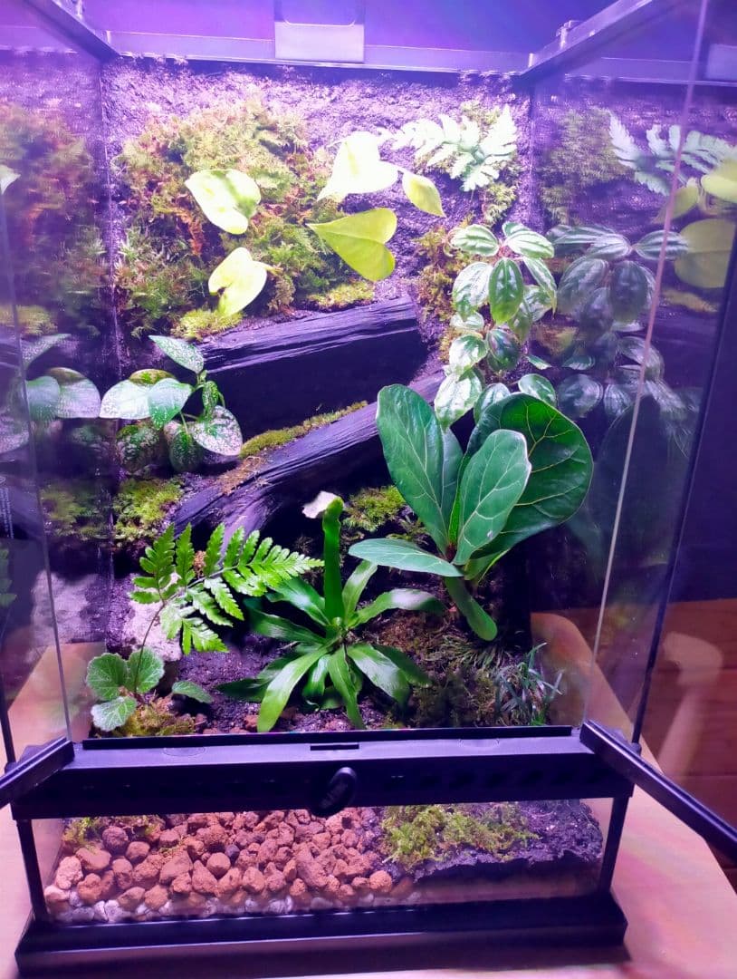 観葉植物のある天然ゴケの苔テラリウム、観賞用や生体ケージにも、イモリ・カエルなど