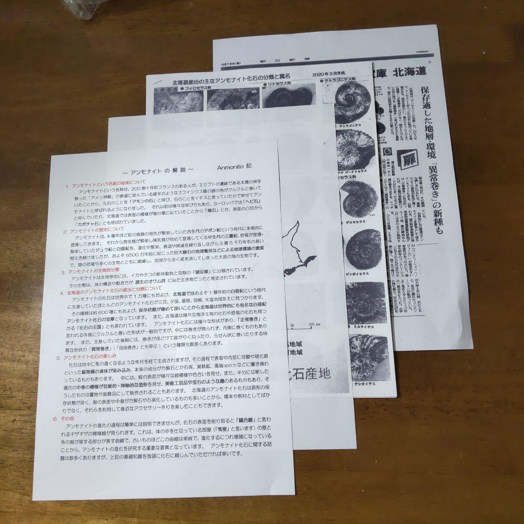2026年新春　 北海道アンモナイト化石の福箱＋知識資料4点　その1