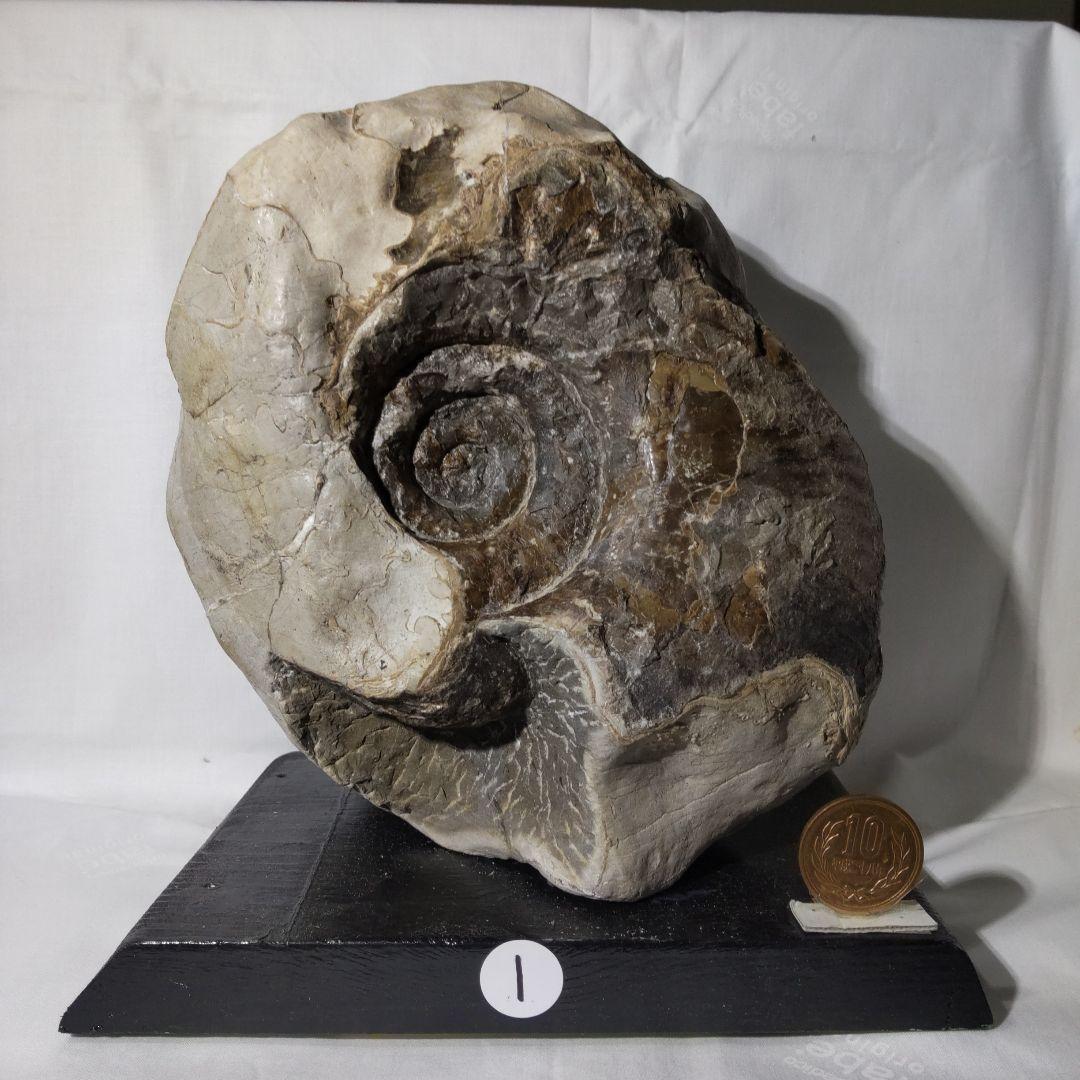 2026年新春　 北海道アンモナイト化石の福箱＋知識資料4点　その1