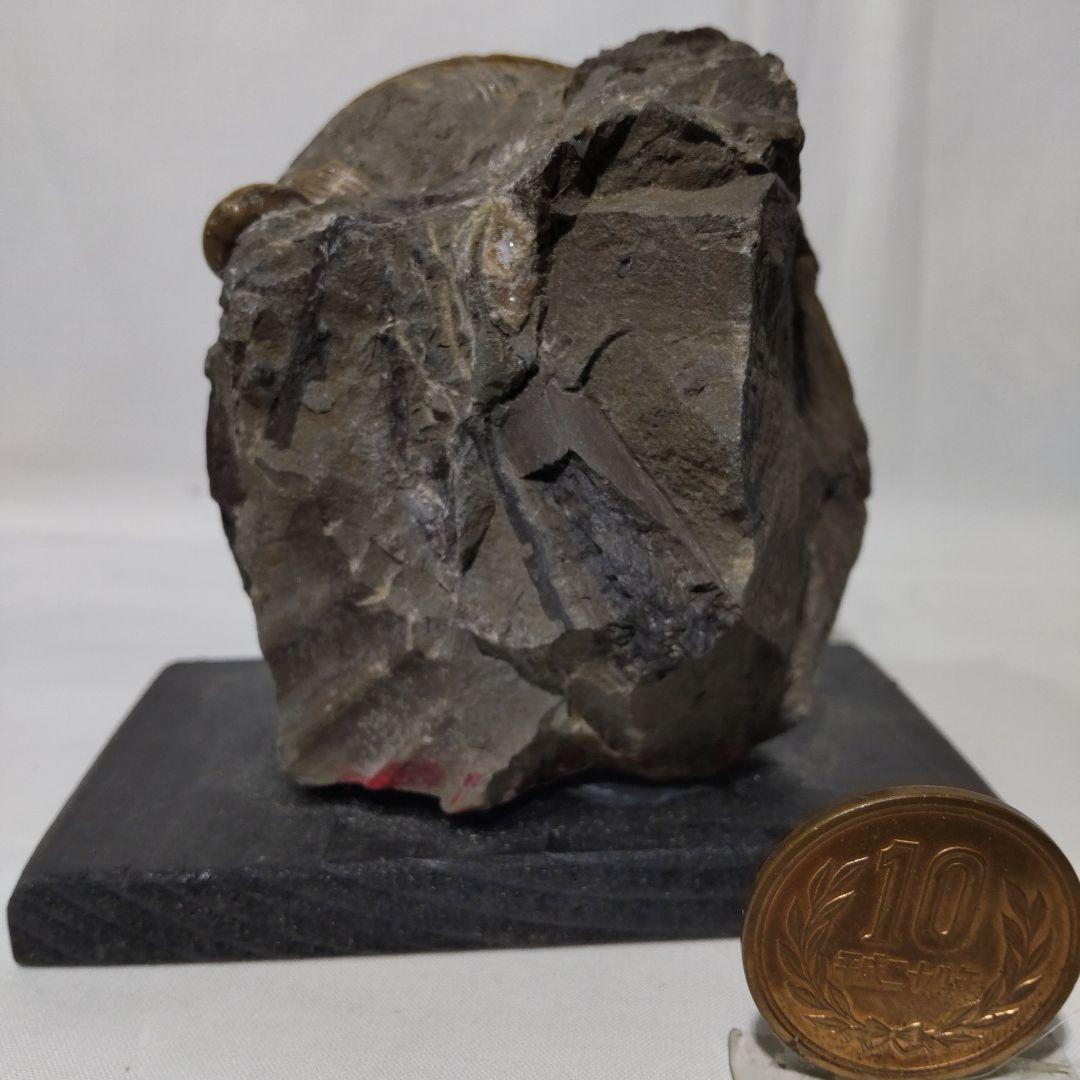 2026年新春　 北海道アンモナイト化石の福箱＋知識資料4点　その1