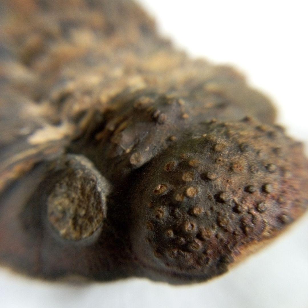 三葉虫　化石　三葉虫化石　究極のレトロ　fossil　ボリビア産　化石管理番号⑤