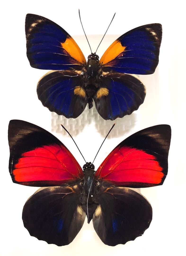 蝶標本　アグリアス2種セット 1
