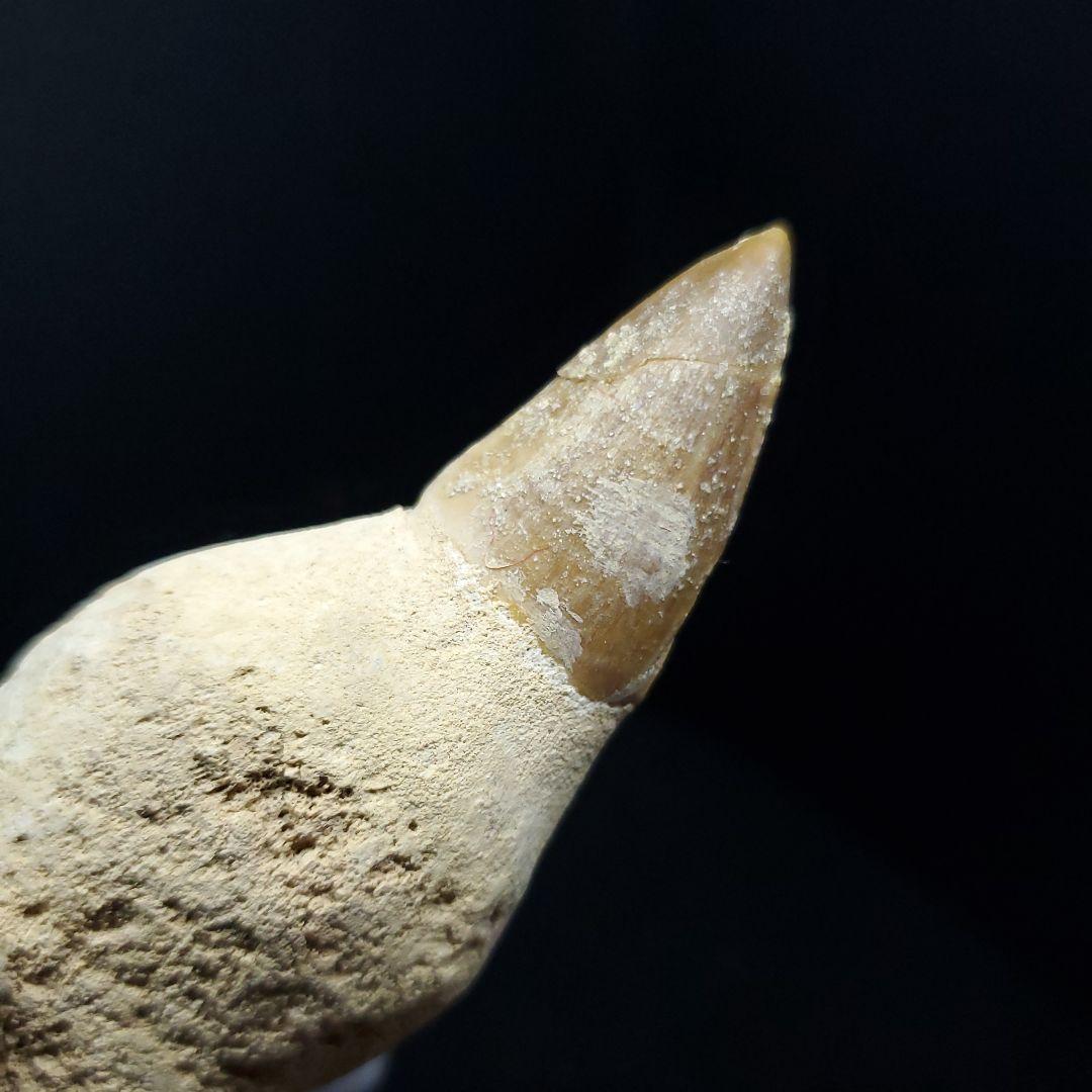 極上 歯根付き モササウルス 化石 歯 本物 85.68mm  mos30